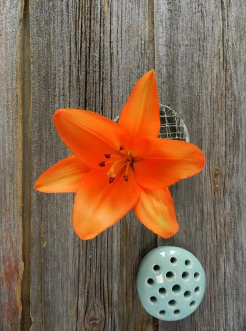 HONESTY  ORANGE L.A. HYBRID LILIES